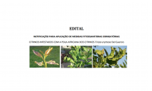 Notificação para aplicação de medidas fitossanitárias obrigatórias – Citrinos
