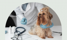 VACINAÇÃO ANTIRRÁBICA DE CANÍDEOS - 10 DE MAIO