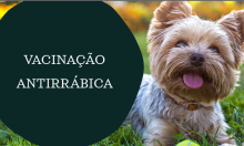 VACINAÇÃO ANTIRRÁBICA - 16 DE JUNHO