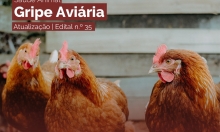 AVISO DA DGAV - Gripe Aviária - Edital n.º 35